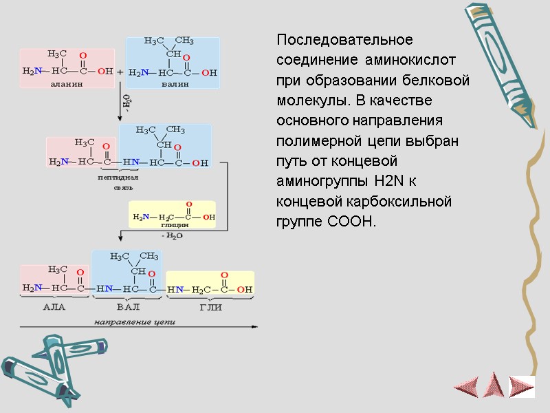 Последовательное  соединение аминокислот  при образовании белковой молекулы. В качестве основного направления полимерной